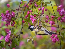 Kohlmeise in einem Pink blühendem Apfelbaum von ManfredFotos
