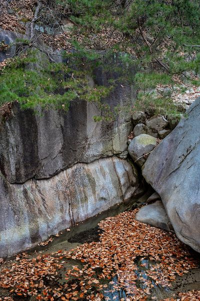 Wasser, Felsen und Bäume in Buchan von Mickéle Godderis