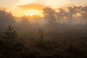 Prachtige zonsopkomst op de Kampina in Noord-Brabant. van Jos Pannekoek