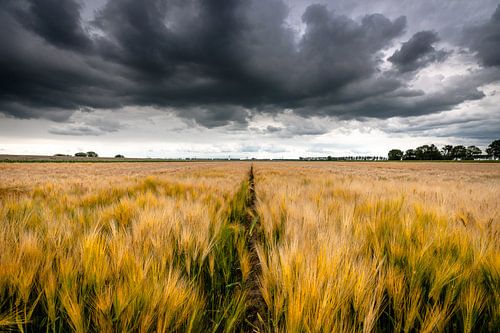 Threatening rain clouds over wheat landscape