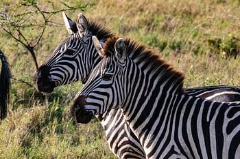 Zebras in der Serengeti