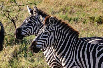 Zebra's in Serengeti van Julie Brunsting