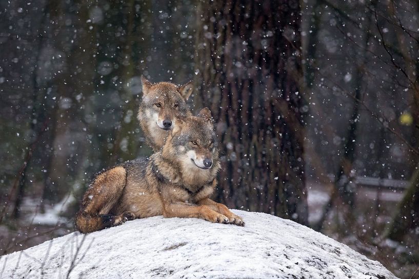 pair of European wolves by gea strucks
