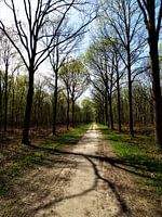 Liesbos / Forrest, Breda, Prinsenbeek, Nederland
