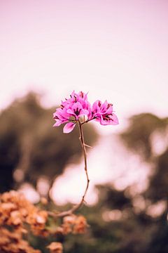 Wildblume