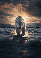 Eisbär in der Abendsonne