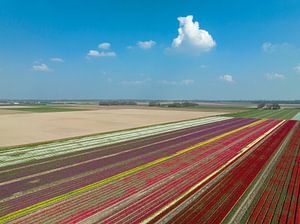 Tulpen auf landwirtschaftlichen Feldern in Flevoland