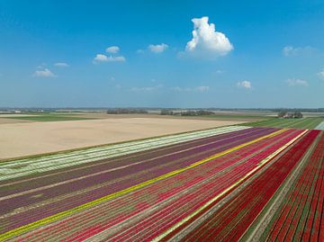 Tulpen op akkers in Flevoland