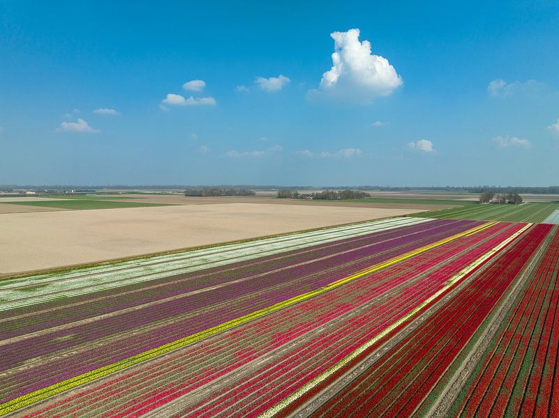 Tulips growing in agricultural fields in Flevoland by Sjoerd van der Wal Photography