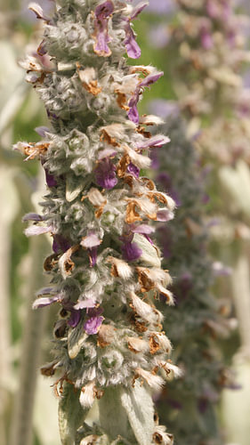 Velvet Summer – Dog-ear close-up