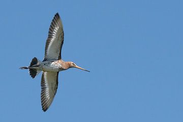 Grutto in vlucht van Peter Bartelings