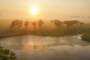 Cows in the Mist sur Dirk van Egmond