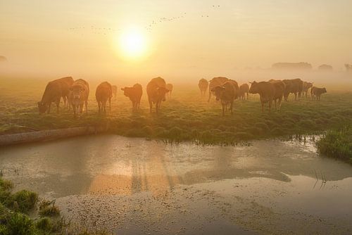 Cows in the Mist