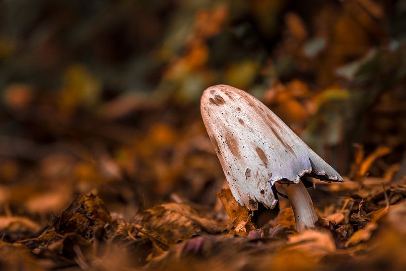  Pilz in Herbststimmung von Martzen Fotografie