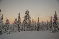 Landschap lapland