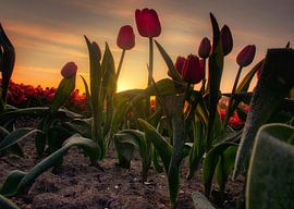 Tulipfield and sunrise by Claudia De Vries