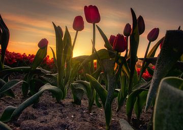 Tulpenveld en zonsopkomst van Claudia De Vries