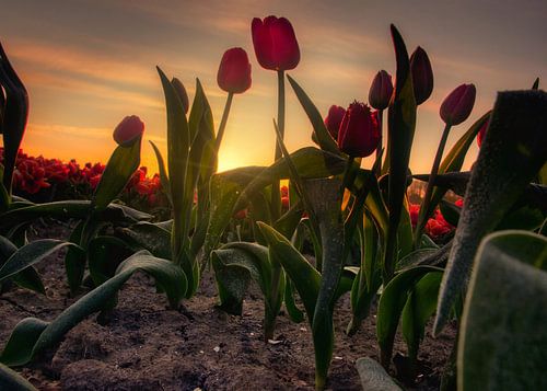 Tulipfield et le lever du soleil