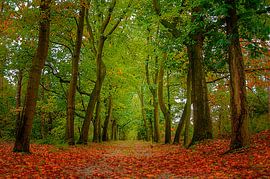 Herfst in nederland by Sylvain  Poel