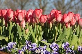 Tulips from Amsterdam by Geert Heldens