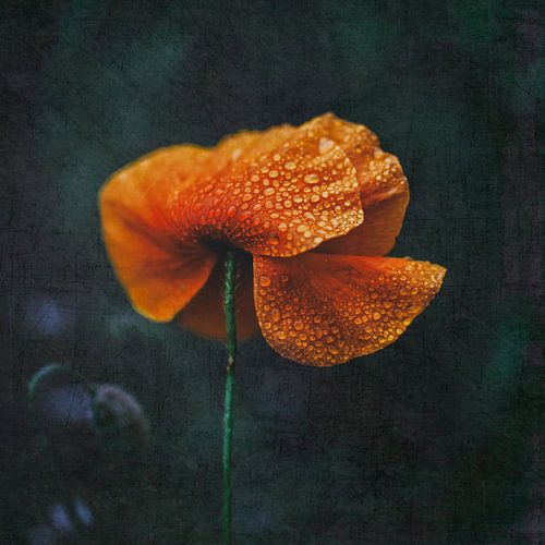 Die Tränen des Himmels