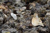 oester van Paul Francken thumbnail
