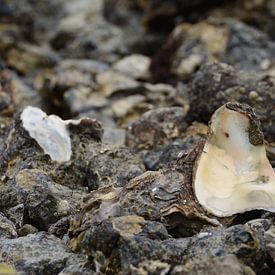 oester von Paul Francken