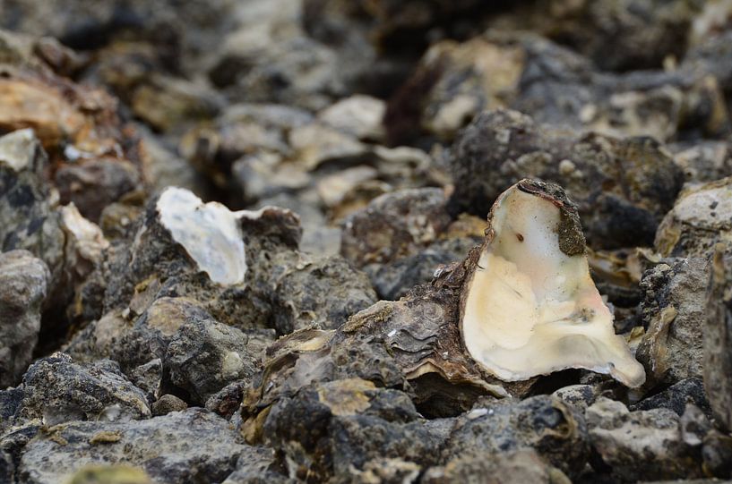 oester van Paul Francken