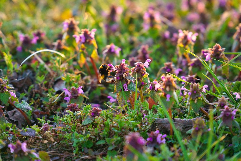 Hommel vliegt op een bloem om nectar te verzamelen van Martin Köbsch