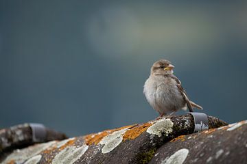 Young house sparrow by Steffie van der Putten