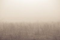 Still life in the fog
