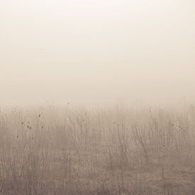 Still life in the fog by Ellen Metz