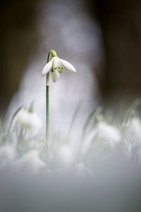 Und Schneeglöckchen haben wir auch hier