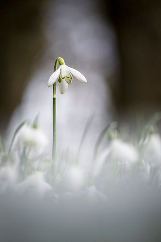 En Sneeuwklokjes hebben we hier ook
