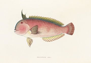 Xirichthys Dea., Philipp Franz Balthasar von Siebold von Fish and Wildlife