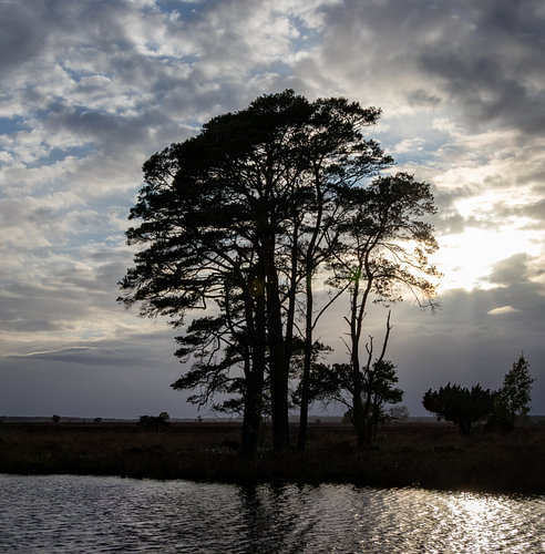 Evening Landscape at Dwingelderveld