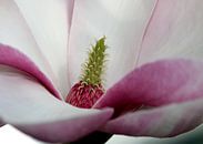 Magnolie von Roswitha Lorz Miniaturansicht