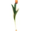 Tulp met tulpenbol van Lotje van der Bie Fotografie