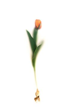 Tulp met tulpenbol