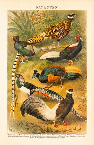 Assiette d'école ancienne avec faisans