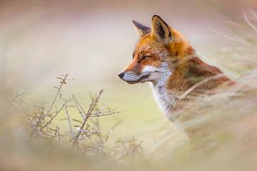 Red fox portrait by Pim Leijen