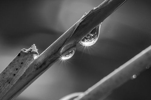 Druppels met een twinkeling