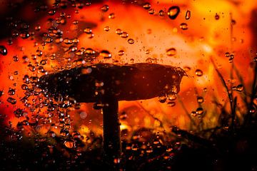 Mushroom in the rain by René van der Horst