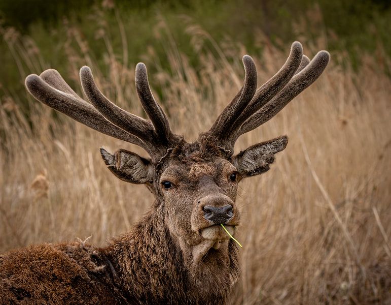 Cerf élaphe dans la lumière de fin de soirée. par Wouter Van der Zwan