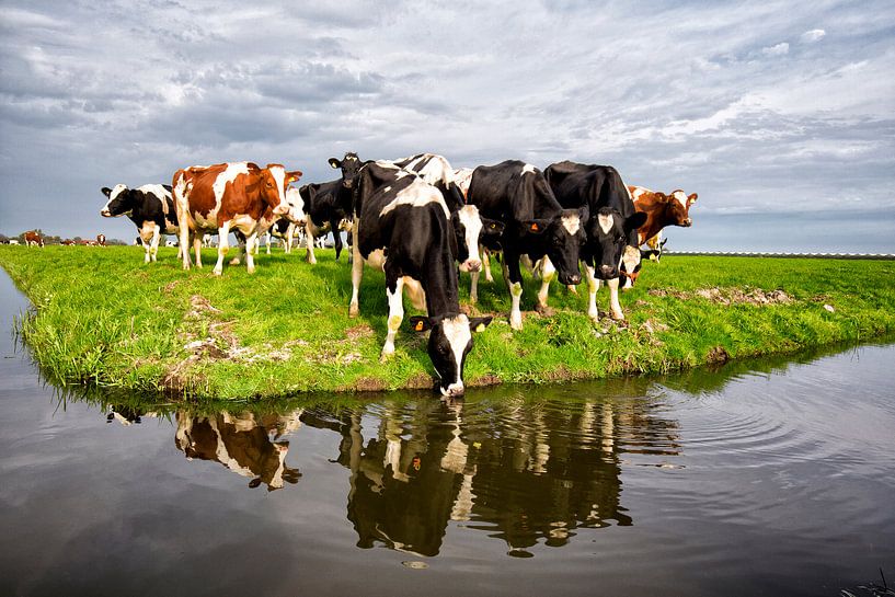 Cowscape #1 par Mario Bentvelsen