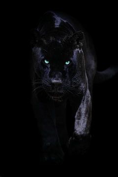 Zwarte Jaguar van Design Wall Arts