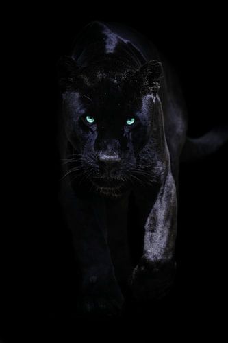 Black Jaguar