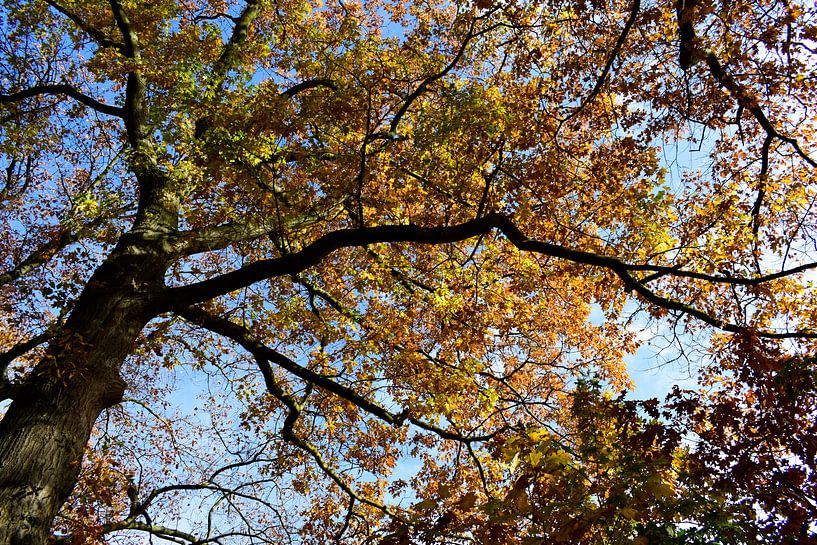 herfst serie bomen van Janny Schilderink......Atelier "de Tuute "
