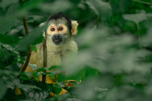 Singe écureuil dans la verdure sur Bob Mans