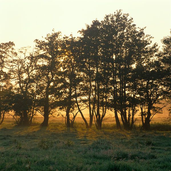 Paysage avec des arbres au lever du soleil en Hollande par Frans Rombout